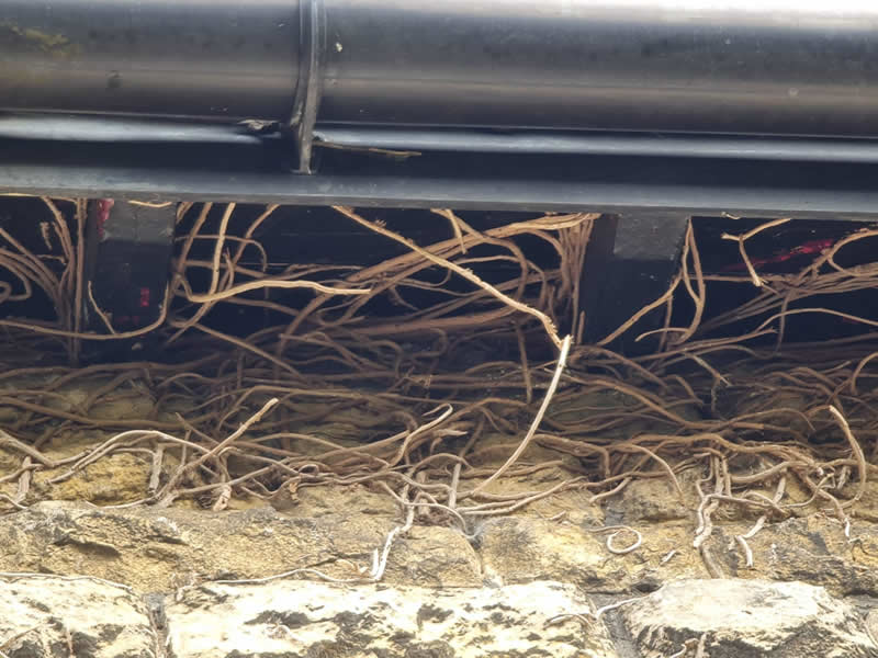 the surveyor discovered vines growing up the exterior, reaching under the guttering and into the roof area.