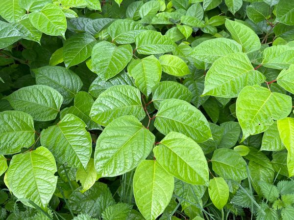 Japanese Knotweed