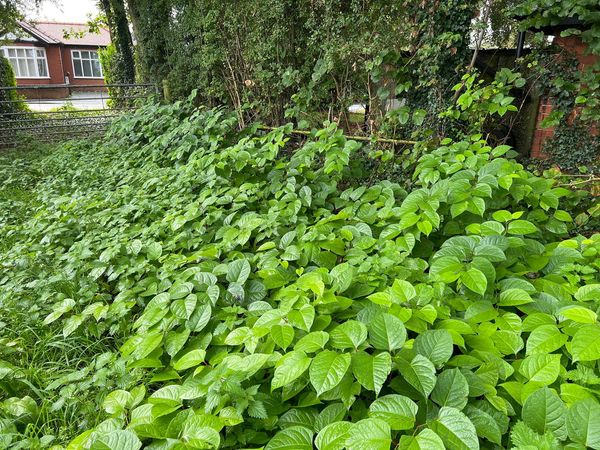 Japanese Knotweed Warrington